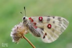 Parnassius apollo Parnassius apollo