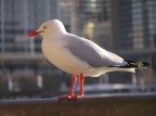 Seagull in Circular Quay Seagull in Circular Quay