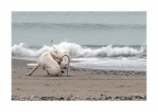 mare d'inverno: incontri mare d'inverno: incontri