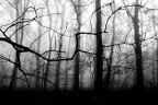 nel bosco nel bosco