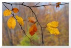 Dettagli del bosco autunnale