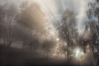 Misty wood