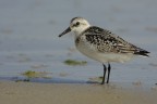 Piovanello pancianera (Calidris alpina) Piovanello pancianera (Calidris alpina)