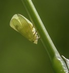 Acanalonia conica Acanalonia conica