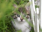 Bella gattina Bella gattina