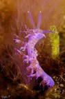 Nudibranco... Calabria 2018