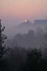 alba alba