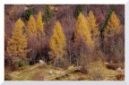 Larici a novembre
