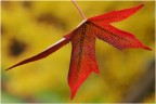 Foglia autunnale