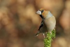 Frosona_DSC5249 Frosona_DSC5249