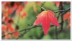 Vagando nell'autunno