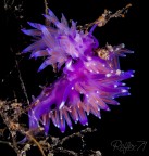 Nudibranco. Isola d'elba 2018