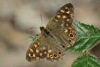 Pararge aegeria