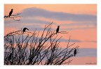 Cormorani al tramonto