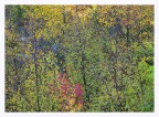 Bosco autunnale