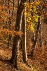 i colori dell'autunno i colori dell'autunno