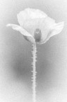 Papaver Somniferum Papaver Somniferum
