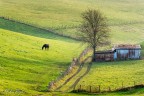 Horses Horses