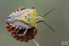 Carpocoris mediterraneus Carpocoris mediterraneus