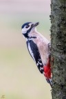 ..picchio rosso maggiore..