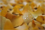 Gocce su giallo d'autunno
