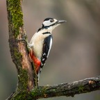 ..picchio rosso maschio..