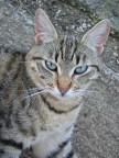 La mia gattina ... La mia gattina ...