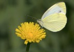 Pieris brassicae Pieris brassicae