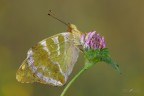 Argynnis-paphia_DSC4476 Argynnis-paphia_DSC4476