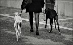 Legs Legs
