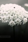 Non faccio foto di fiori