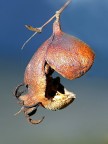 *** Nonc'�pi�nullaingiro ***