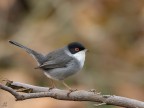 ..occhiocotto maschio.. ..occhiocotto maschio..