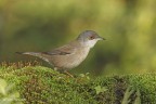 Occhiocotto femmina Occhiocotto femmina