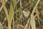 Forapaglie castagnolo (Acrocephalus melanopogon) Forapaglie castagnolo (Acrocephalus melanopogon)