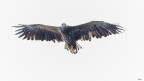 Aquila in esplorazione Aquila in esplorazione
