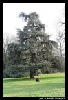 il Grande albero