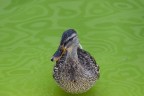 Duck Duck