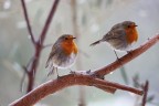 The Robin brothers The Robin brothers