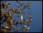 tra le foglie tra le foglie