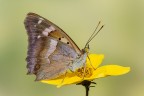 Apatura ilia Apatura ilia
