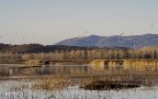 Dentro l'oasi del padule.1 Dentro l'oasi del padule.1