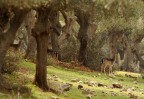 La foresta incantata La foresta incantata