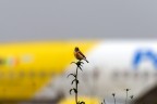 Natura e acciaio Natura e acciaio