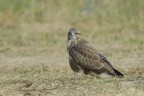 Poiana (Buteo buteo) Poiana (Buteo buteo)