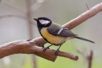 Cinciallegra Cinciallegra