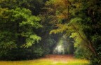 il respiro del bosco..... il respiro del bosco.....