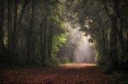 il respiro del bosco..... il respiro del bosco.....