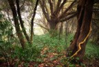 il respiro del bosco..... il respiro del bosco.....