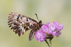 Zerynthia Zerynthia